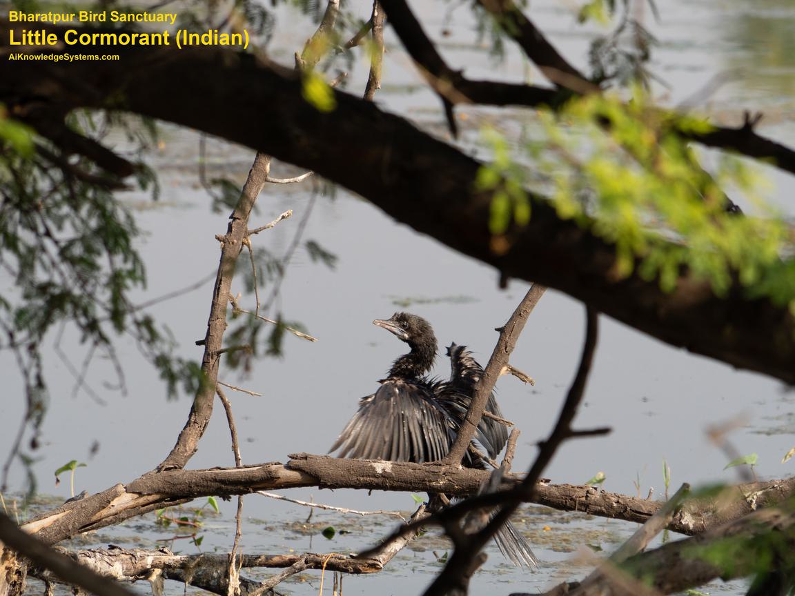 Cormorant Indian (8) Coming Soon